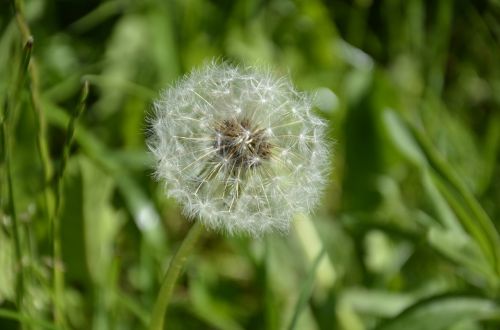 flower nature plant