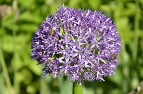 flower violet blossom