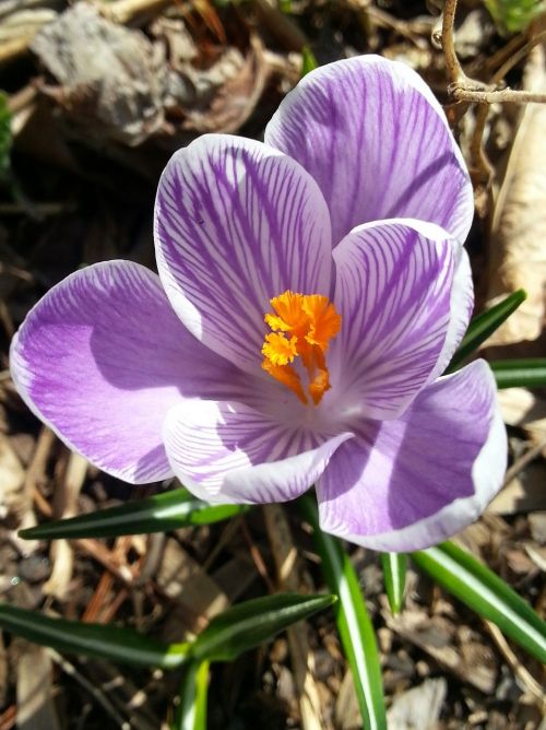 flower purple floral