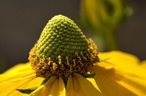 blossom bloom flower