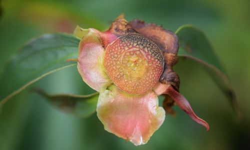 flower pollen nature