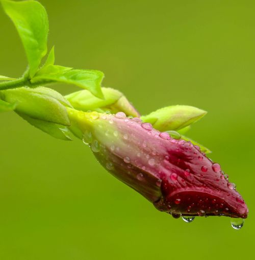 flower bud nature