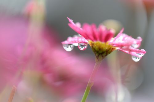 flower pink droplets