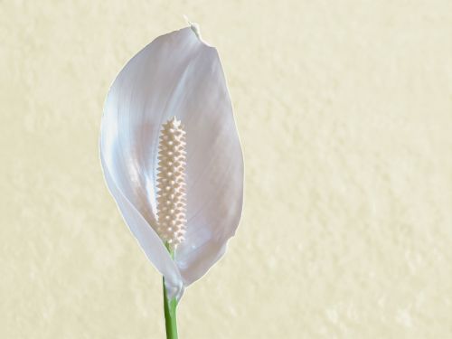 flower delicate white flower