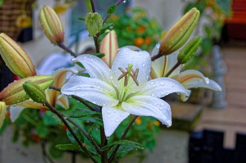 lily flower yellow