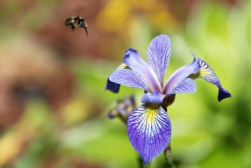 flower iris blue flag