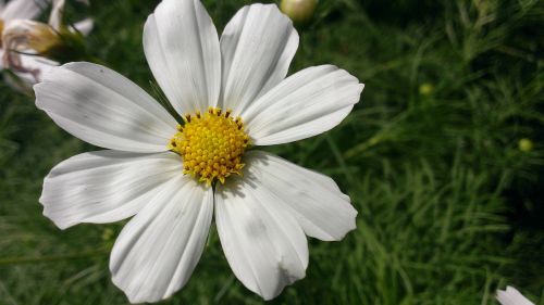 flower summer flowers beautiful