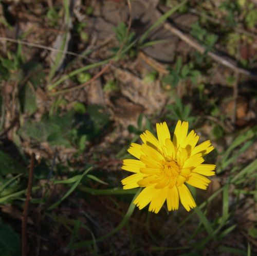 flower yellow nature