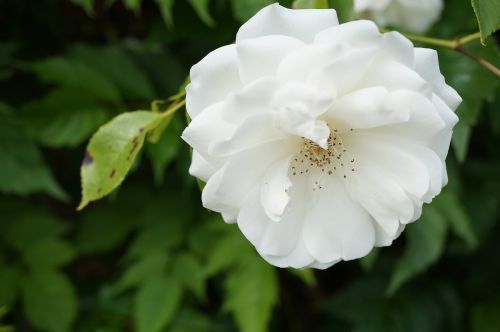 flower close up rose