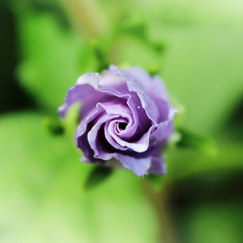 flower purple blossom