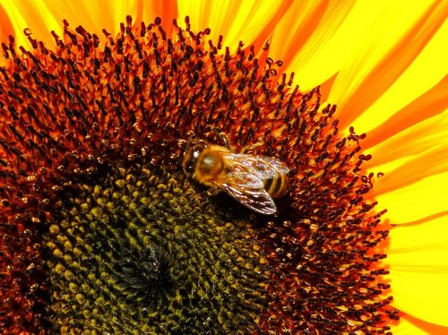 flower bee sunflower