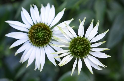 flower nature spring