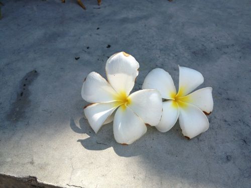 flower white flower floral