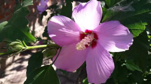 flower hibiscus pink