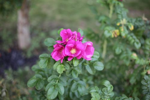 flower rose hip shrub