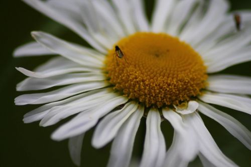 flower insect nature