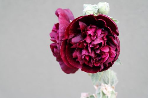 flower hollyhock red