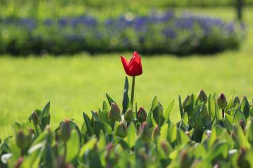 flower istanbul nature