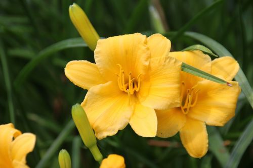 flower yellow blossom