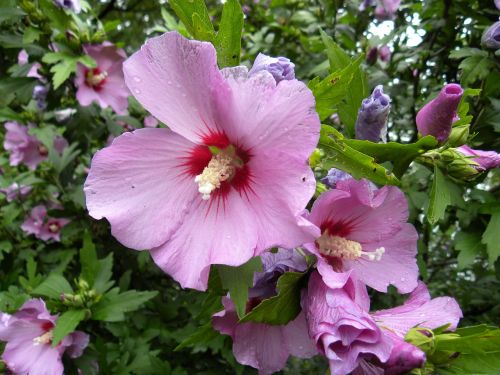 flower purple purple flowers