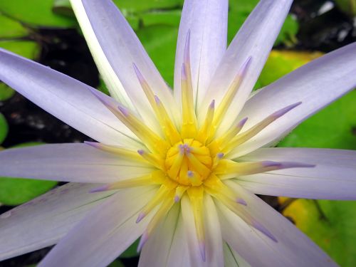 flower water lily aquatic plant