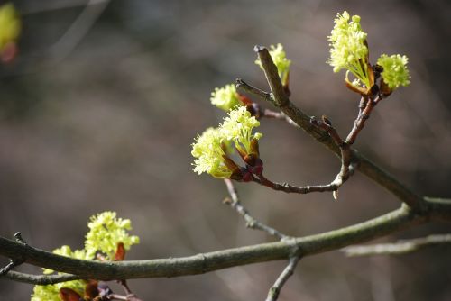 blossom bloom yellow