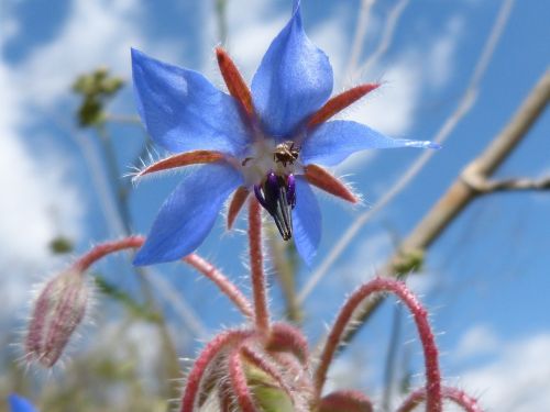 flower sky blue