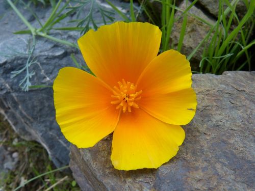 flower yellow rock