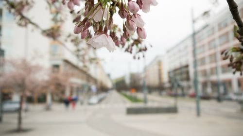 flower flowering flowers