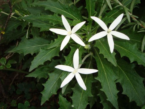 flower sea star flowers