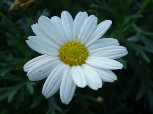 flower chrysanthemum white
