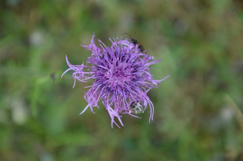 flower insect nature