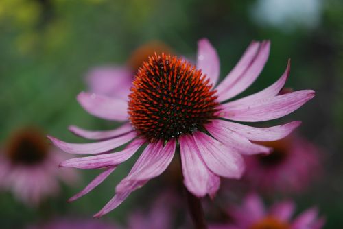 flower pink brown