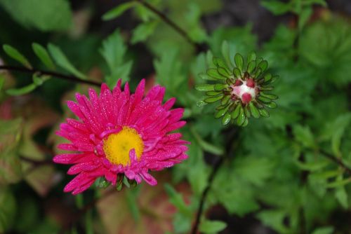 flower bud pink
