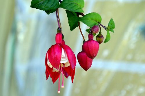 fuchsia flower magenta