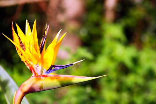 flower yellow nature