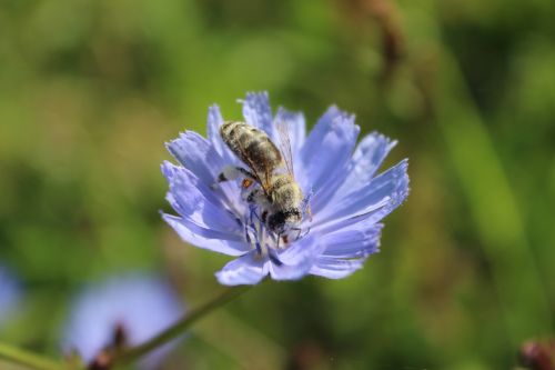 flower bee pollination