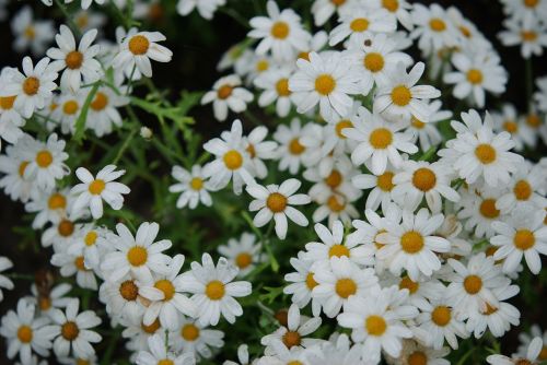 flower bouquet white anemones