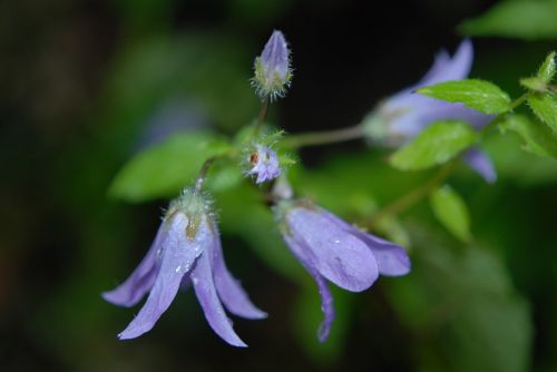 flower blue purple