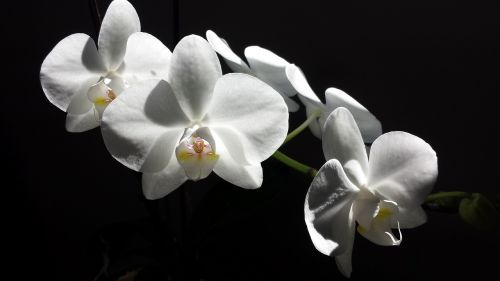 orchid flower white