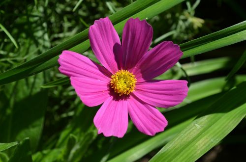 flower yellow pink