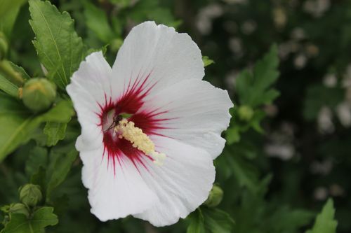 hibiscus flower close