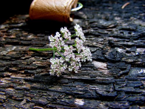 flower detail of the bark