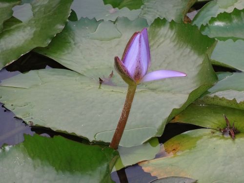 flower bud lily