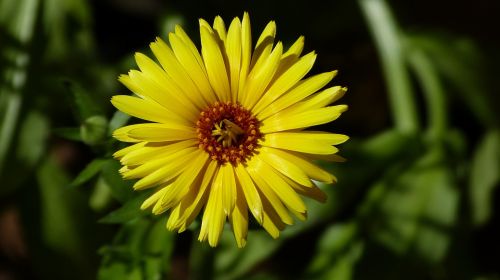 flower close yellow