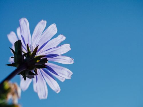 flower sky head