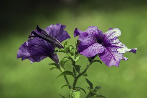 flower nature spring