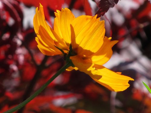 flower yellow yellow flower