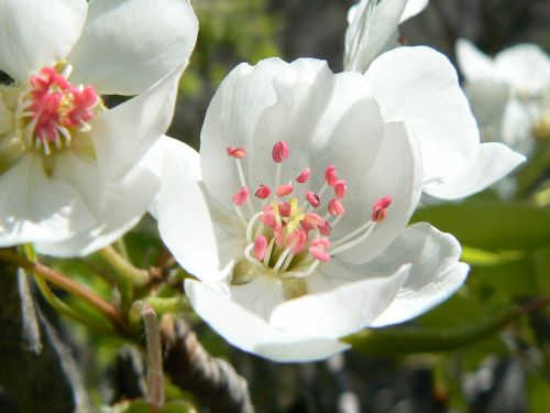 flower fruit detail