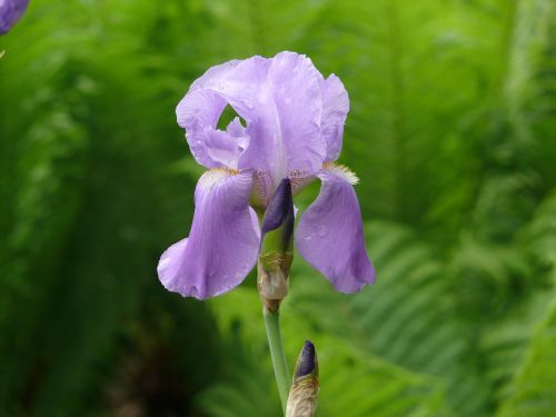 flower iris purple